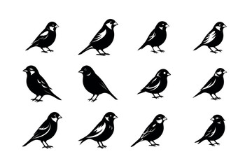 Set of sparrow bundles
