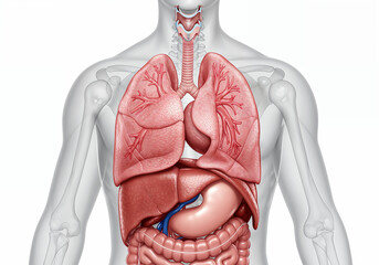 Detailed Human Respiratory System Anatomy Diagram for Medical Education