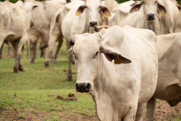 cattle of white cows
