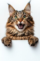 Mascot for ad mockup. Isolated cat on a solid apparel pure white background. Mockup sign with cat. Ð¡ute adult cat maine coon hold in front paws a wireframe - large white avenue sign.