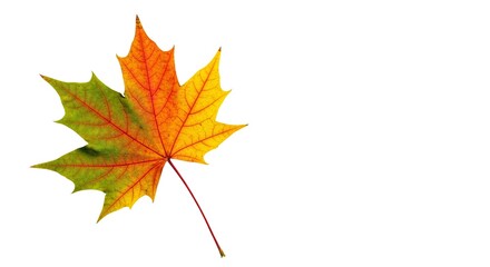 Isolated maple leaf showing vibrant autumn colors of green yellow and orange on a white background