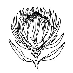 Hand drawn artichokes Botanical drawing. Simple line art thistle, stems illustration. Black and White wild flowers. Protea plants. Set of teasel outline doodle floral sketch. Leaves Silybum marianum