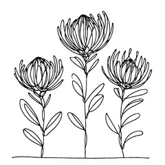 Hand drawn artichokes Botanical drawing. Simple line art thistle, stems illustration. Black and White wild flowers. Protea plants. Set of teasel outline doodle floral sketch. Leaves Silybum marianum