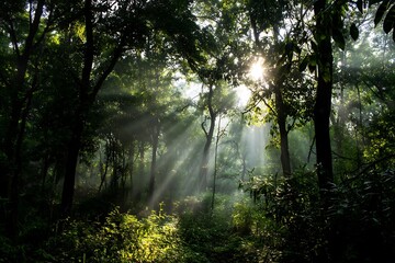 Obraz premium Vivid sunbeams via lush green forest path in art 