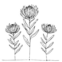 Hand drawn artichokes Botanical drawing. Simple line art thistle, stems illustration. Black and White wild flowers. Protea plants. Set of teasel outline doodle floral sketch. Leaves Silybum marianum