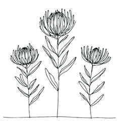 Hand drawn artichokes Botanical drawing. Simple line art thistle, stems illustration. Black and White wild flowers. Protea plants. Set of teasel outline doodle floral sketch. Leaves Silybum marianum