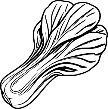 black and white bok choy drawing clip art preview