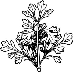 Detailed Line Drawing Of A Sprig Of Fresh Parsley