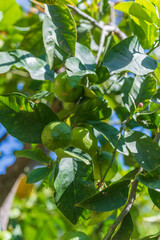 Shot of unripe citrus fruits on tree branch, useful for agriculture, organic farming, and horticulture industry visuals.