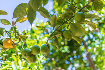 Green citrus fruits hanging on tree branch under sunlight, ideal for Mediterranean travel brochures, eco tourism, and farming tours.