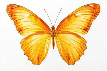 Fototapeta premium Realistic butterfly with golden orange symmetrical wings isolated on white background close up detail