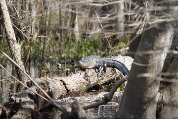 Alligator on a log