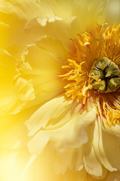 Yellow peonies macro 