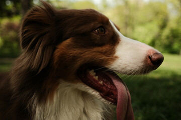 Close-up side view portrait of a red tricolor Australian Shepherd with mouth open and tongue out, enjoying a warm day in the park, with soft focus greenery in the background. Happy pet in summer park.