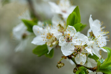 Blooming white flowers on a tree branch during spring season