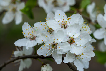 Beautiful white blossoms on a branch in springtime garden