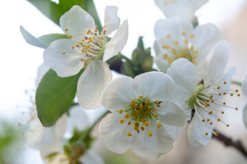 Blossoming white flowers on a tree branch in springtime garden