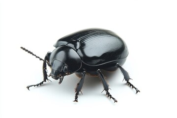 Shiny Black Beetle with Long Antennae Isolated on White Background