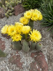 Cactus blooming with yellow flowers