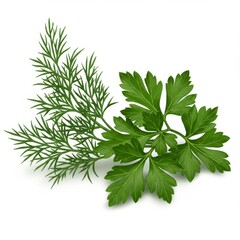 Fresh Parsley and Dill Sprigs on White Background