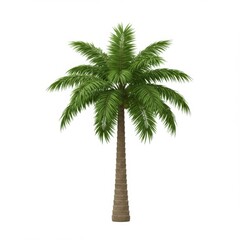 Single Lush Green Palm Tree on White Background