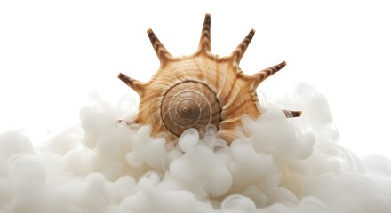 Obraz premium Seashell in Smoke