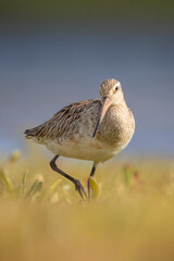 Bar-tailed Godwit, Limosa lapponica, foraging in a green meadow