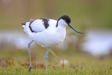 Pied Avocet, Recurvirostra avosetta, foraging