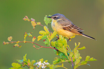 Closeup of a male western yellow wagtail bird Motacilla flava singing