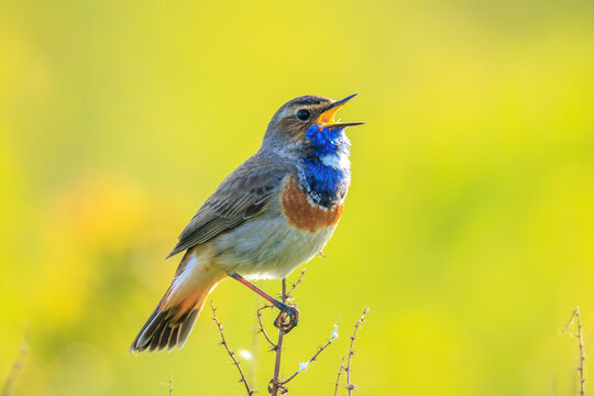 Closeup of a blue-throat male bird Luscinia svecica cyanecula singing