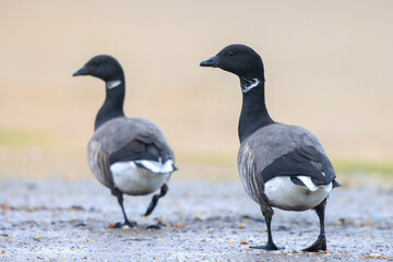 Dark-bellied brent goose, Branta bernicla, foraging in a meadow