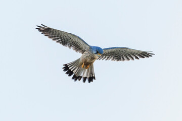 Kestrel falco tinnunculus male hovering and hunting