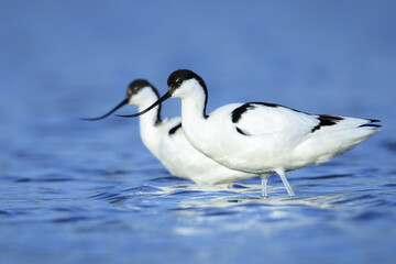 Pied Avocet, Recurvirostra avosetta, foraging