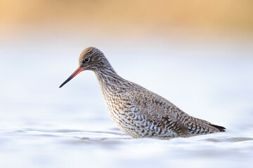 Common redshank, tringa totanus, wading bird