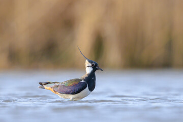 Northern lapwing, Vanellus vanellus, wading bird in water