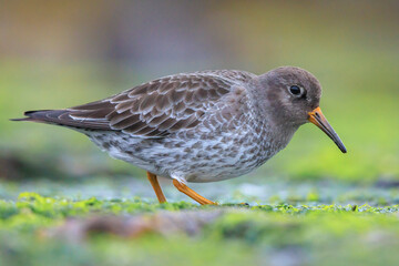 Obraz premium Purple sandpiper, calidris maritima, shorebird foraging between rocks