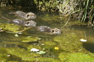 Petits Ragondins