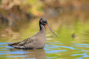 Spotted redshank, tringa erythropus, foraging in shallow water