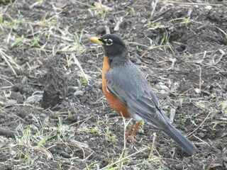 robin on the branch