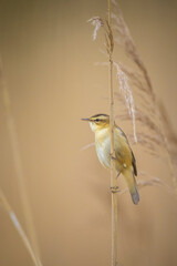 Sedge Warbler, Acrocephalus schoenobaenus, bird singing
