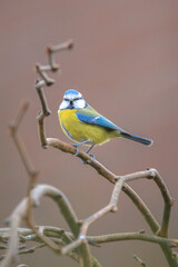 Eurasian blue tit, Cyanistes caeruleus, bird perched