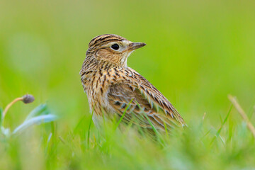 Eurasian skylark bird Alauda arvensis bird in a meadow