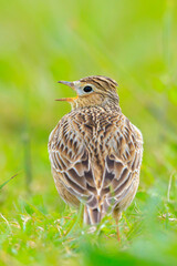 Eurasian skylark bird Alauda arvensis bird in a meadow