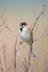 Singing common reed bunting, Emberiza schoeniclus, male bird in the reeds on a windy day