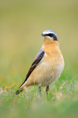 Northern wheatear male bird, Oenanthe oenanthe, foraging in grass