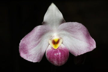 Ho Chi Minh Slipper Orchid (Paphiopedilum Ho Chi Minh)