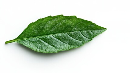 This image highlights a glossy green leaf exhibiting obvious vein patterns, offering a detailed view of the natural artistry in botanical forms, rich in texture and color.