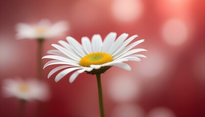 A single daisy, with white petals and a yellow center, in soft focus against a red background.