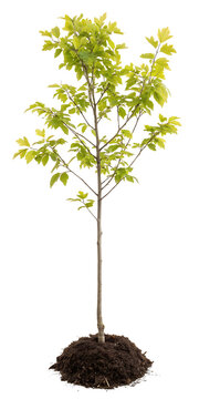Young green maple tree sapling newly planted isolated on white background