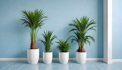 Fototapeta premium Four decorative Areca palms, in white pots, against a serene, light blue wall indoors.